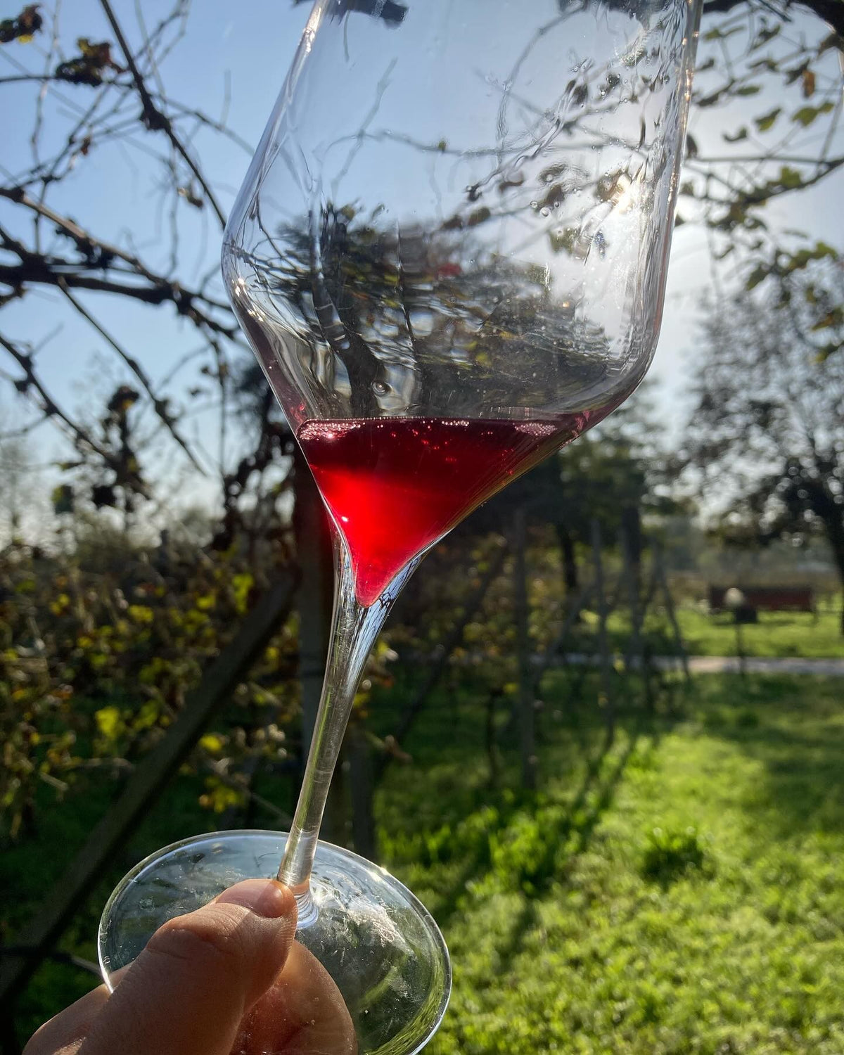 Lambrusco, Villa Picta – calice di Lambrusco in vigna