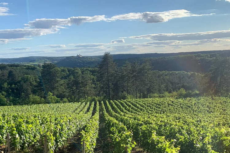 Vigne nella Borgogna del nord, Yonne