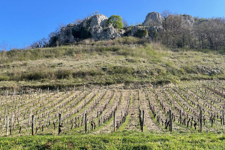 Vigne sotto le rocce della Combe de Rotalier, sud Jura
