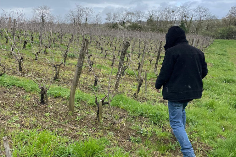 Vigne nell'Anjou, Loira