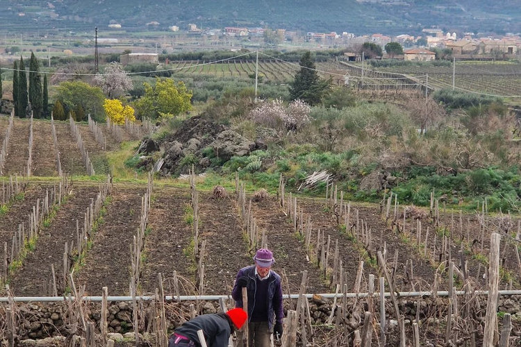 Vigne sul versante nord dell'Etna