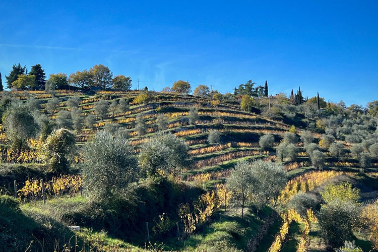 Terrazze vitate nel Chianti Classico
