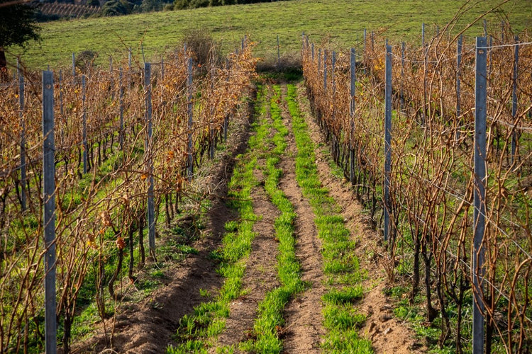 Vigne a Mamoiada, Sardegna