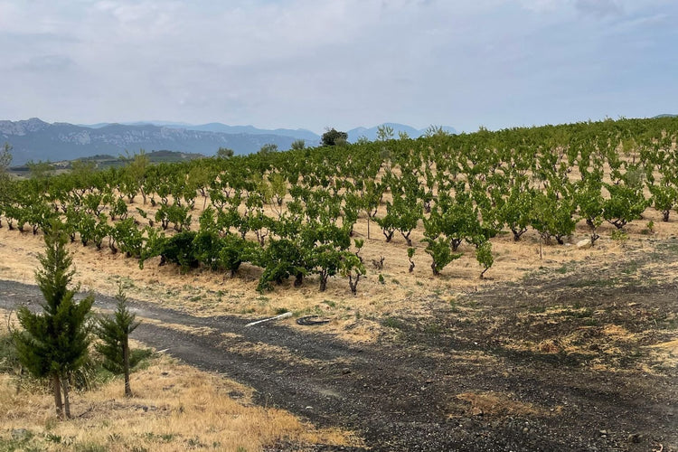 Vigne della Cave Apicole a Montner, Côtes Catalanes