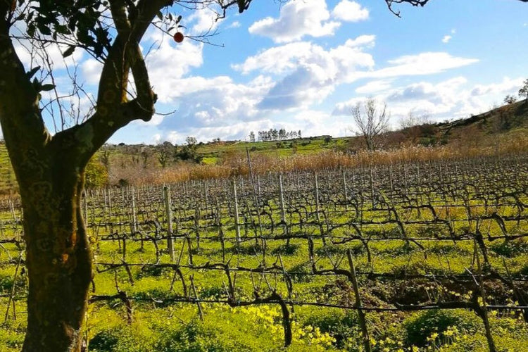 Vigne di Orlando a Prepotto, Friuli