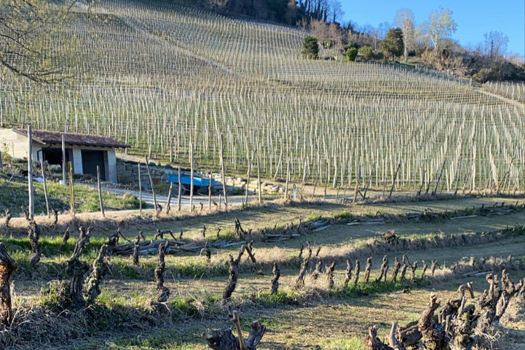 Vigne a La Morra, Langhe