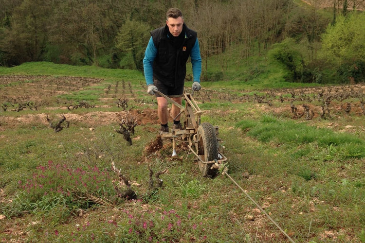 Lavoro in vigna nel Beaujolais